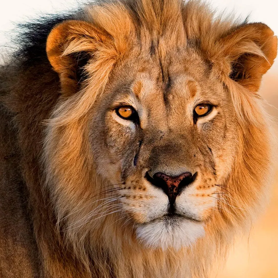 ASLAN 