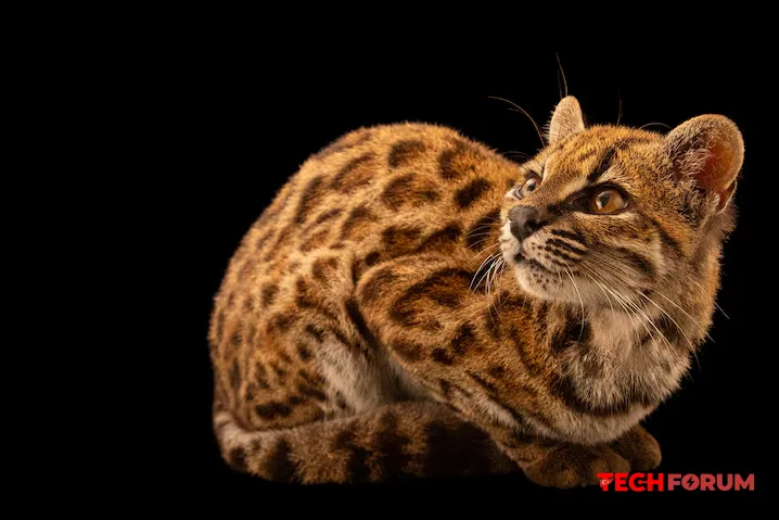 100 yıl sonra ilk kez yeni bir kedi türü keşfedildi - Görsel 2